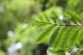 メタセコイア 庭木図鑑 植木ペディア