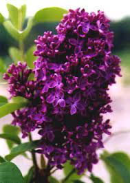 Redding, california is in zone 9a. Pin By Sheila Seaman On Flowers Syringa Vulgaris Lilac Tree Lilac Bushes
