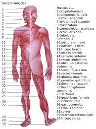 These muscles are in fact a bundle of muscles that share a common insertion point near the elbow joint. List Of Skeletal Muscles Of The Human Body Wikipedia