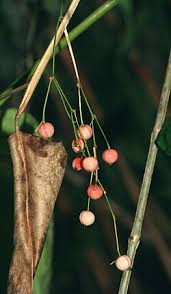Image result for Marantochloa purpurea