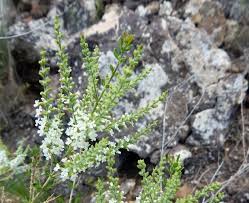 Image result for Aloysia