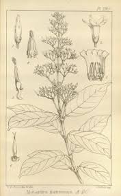 Image result for Motandra paniculata