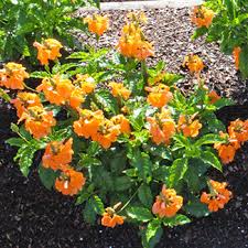 Image result for Crossandra fruticulosa