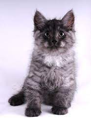 Brown tabby brown tabby with white (adsbygoogle = window.adsbygoogle || ).push({}); Click To Enlarge In 2021 Black Smoke Cat Siberian Kittens Cats