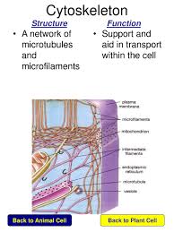We did not find results for: Click On The Name Of Each Organelle To Learn About Its Structure And Function Cytoskeleton Lysosome To Plant Cell Ppt Download