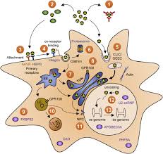 The first version was produced in 1983 and serial production began in 1984. Breaking The Sound Barrier Towards Next Generation Aav Vectors For Gene Therapy Of Hearing Disorders Sciencedirect