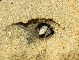 Image result for Lepidagathis eriocephala