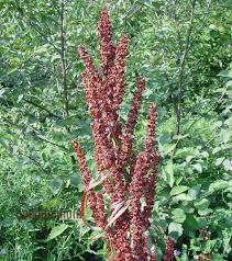 Image result for Rumex