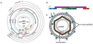 This begins with regular monitoring for signs of liver disease. Hepatitis B Virus Molecular Biology And Pathogenesis