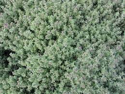 Silver edge thyme thymus vulgaris argenteus. Plantfiles Pictures Thyme Silver Edge Thyme Silver Thyme Argenteus Thymus By Shelly221