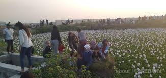 Check spelling or type a new query. Lagi Viral Di Cirebon Bunga Eceng Gondok Mekar Diserbu Warga Untuk Selfie