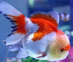 Oranda Goldfish Oranda Goldfish Goldfish Beautiful Fish