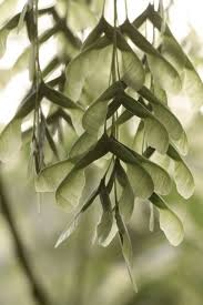 Seeds Plants Ash Leaf Seed Pods