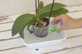 Le orchidee sono, generalmente, piante epifite o semi epifite, ovvero posseggono radici aeree, al massimo si trovano su rami e tronchi di altre piante o su rocce ricoperte da muschi; Come Curare Le Orchidee Fatto In Casa Da Benedetta Orchidee Da Giardino Giardino Di Erbe Aromatiche Giardino Verticale Di Erbe Aromatiche