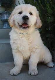 Maybe you would like to learn more about one of these? English Cream Golden Retrievers Retriever Puppy Golden Retriever Cute Dogs And Puppies