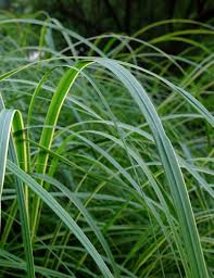 Zarte Graser Im Sonnigen Garten Gras Pflanzen Und Blumen Stauden