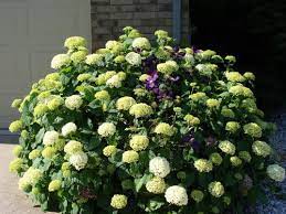 The clematis and buddleja are. Hydrangeas And Clematis