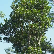 Image result for Artocarpus heterophyllus