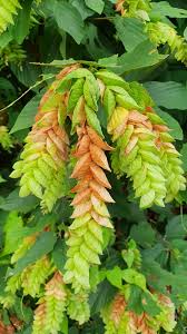 Image result for Flemingia