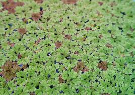 Image result for Azolla
