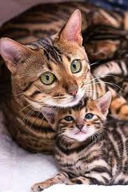 Pin By Stefania Guglielminotti On Kedi In 2020 Pretty Cats Kittens Cutest Cute Cats