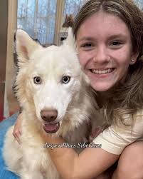 Jasper Blues Siberians