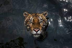 This seemingly brings an end to the zoo, which has its origins. Thailand Shuttered A Notorious Tiger Zoo But The Problem Has Only Gotten Worse The New York Times