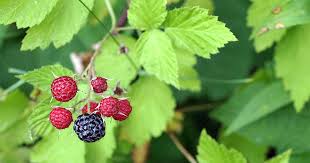 How To Harvest Wild Berries Foraging For Beginners