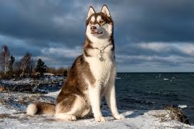 How Long Do Huskies Live I Ll Tell You About It