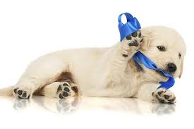 Centre canin le ruban bleu. Golden Retriever Dog Breed Information