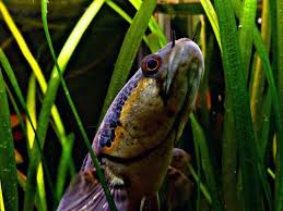 Image result for Amphicarpaea africana