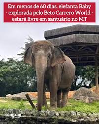 H&aacute; cerca de 30 anos, a elefanta asi&aacute;tica Baby vive nas depend&ecirc;ncias do Beto  Carrero World. Chegou com dois anos e, desde ent&atilde;o, foi explorada em shows  e exibida no zool&oacute;gico, at&eacute;