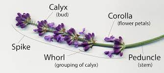 What Is Lavender Southern Hills Lavender Lavender Plant Corolla Flower Flower Petals