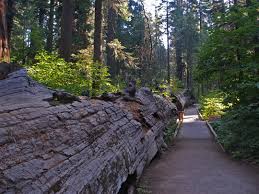 The calaveras groves were the first to become widely known mainly because they're just a few miles outside of the active mining town of murphys. Calaveras Big Trees State Park Sierra Nevada California