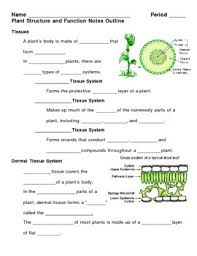 Parts and structure with functions. Plant Structure And Function Notes Outline Lesson Plan By Lisa Michalek