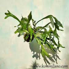 Image result for parožnatka Platycerium