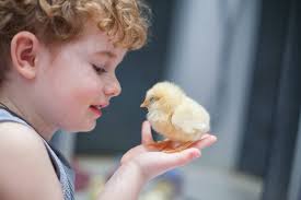 Outdoor kitchen islands backyard chickens sickness. Human Salmonella Infections Linked To Backyard Chickens Small And Backyard Poultry