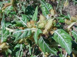 Image result for Xanthium