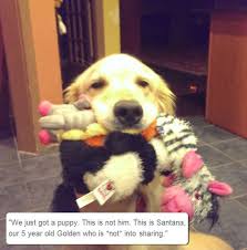 She Is Not Into Sharing Funny Animals Animals Dog Memes