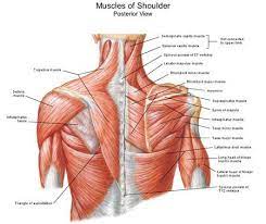 The muscles of the shoulder bridge the transitions from the torso into the head/neck area and into the upper extremities of the arms and hands. Anatomy Of The Shoulder Muscles Cusadvrlistscom Shoulder Muscle Anatomy Muscle Diagram Muscle Anatomy
