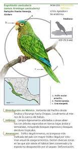 Australianos Agapornis Y Aves De Crianza Posts Facebook