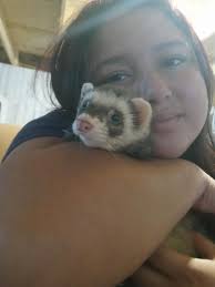 Rehoming fee of $100 for experienced ferret owner