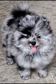 Mini Chien Chien Miniature Panda Mini Chien 40 Petites Boules De Poils A Croquer Chien Animales Animaux Beaux