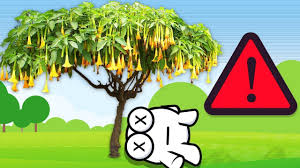 Never Sleep Under This Tree You Ll Never Wake Up Never Sleep Wake Up Living Off The Land