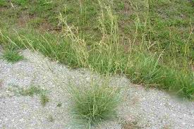 Image result for Hyparrhenia tamba