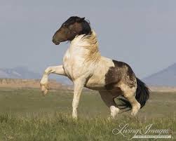 Pin By Wild Hoofbeats On Chm Wild Horses Photography Horses Animals