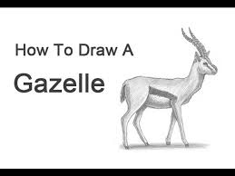 How to draw an impala animal step by step. How To Draw A Gazelle Youtube