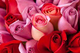 The color red has long been associated with feelings of love and admiration. Rose Color Meanings Ftd Com