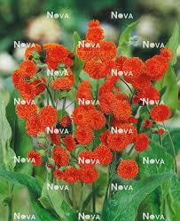 Image result for Emilia coccinea