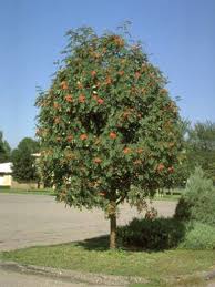 Botanical Name Sorbus Decoradescription A Slower Growing Mountain Ash Tree With A Compact Rounded Shape Produ Mountain Ash Tree Plants Online Garden Center
